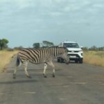 zebra
